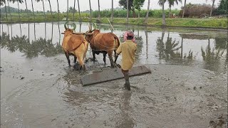 நாற்று நடுதல் | Seedling planting process #agriculture #riceplanting #nomadicempire