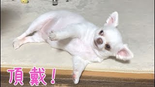 おやつが欲しい時はママに無抵抗の犬！げんきんなチワワのコハク