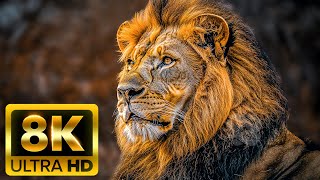 WILDLIFE OF AFRICA 8K: An Immersive Journey into the Majestic Lives of Africa’s Wild Animals