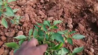 Dal plant | Best Toor Dal cultivation | Know all about dal cultivation 30 days crop#karempudi