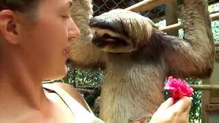 Sloth Wants A Hug!