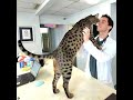 Guinness World Record holding cat Fenrir Antares Powers, World's Tallest Cat, Channel 4 interview