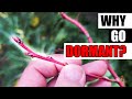 Why Do Plants Go Dormant? - Garden Quickie Episode 182