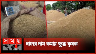 নওগাঁয় মণপ্রতি ধানের দাম কমলো প্রায় ২০০ টাকা | Naogaon News | Paddy | Rice Price | Somoy TV