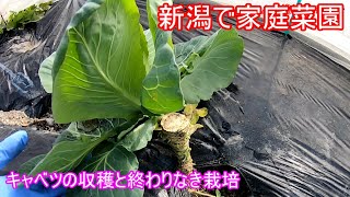 キャベツの収穫とエンドレス栽培