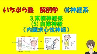 【いちぷら塾】解剖学　10神経系 3 末梢神経系 (5) 自律神経（内臓求心性神経） #あん摩マッサージ指圧師、鍼灸師