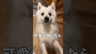 考え方があざとい犬　#日本スピッツ #japanesespitz #shorts