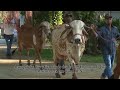 Invitación Aguasprietas Gyr y Gyrolando desde 1959 Importando Gyr   Campo   El Mundo del Campo