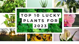 Plants That Bring Money And Good Luck | Lucky Plants Indoor For 2023 | Feng Shui Plants