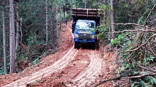 Fully loaded wood logs truck driving down an off-road slippery mud hill.