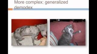 How Shelter Medicine is Helping Create a No Kill Nation - Full video - conference recording