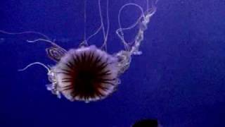 Medusa - Quallen - jellyfish - Meduse