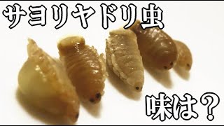 サヨリヤドリムシを食べてみたらとんでもない味だった。僕に寄生虫を食べる事をオススメした犯人は...