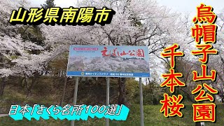 【山形県の桜】【烏帽子山公園千本桜】【赤湯温泉】山形県一の桜人気スポット【山形県南陽市】2022 04 21烏帽子山公園