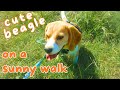 Cute Beagle on a Sunny Walk!