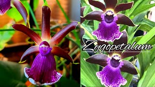 ZYGOPETALUM DEBBIE DE MELLO HONOLULU BABY ORCHID / LOVEMARIE GARDEN DIARIES