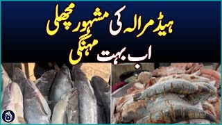 Head Marala's famous fish is now very expensive - Aaj News