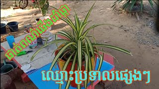 ធ្វើផើងដាំរុក្ខជាតិនា​ (លាបថ្នាំផើង និងដាំប្រទាលផ្សេងៗកំសាន្ត)