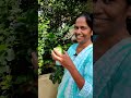 இந்த பழம் உங்களுக்கு தெரியுமா @saraljacob agriculture food fruit