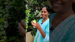 இந்த பழம் உங்களுக்கு தெரியுமா @Saraljacob #agriculture #food #fruit