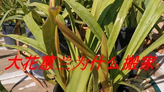 orchid兰花186.Cymbidium大花蕙兰为什么搬家11/01/2020