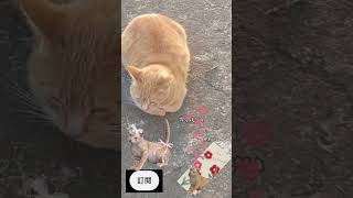 🙀漂亮橘貓挑戰家貓證書❗❗🙀Beautiful orange cat challenges the house cat certificate❗❗🙀美しいオレンジ色の猫が飼い猫認定試験に挑戦❗❗#貓咪