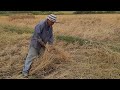 cambodian farmers harvest rice in autumn