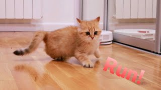 Kittens' reaction to a robot vacuum cleaner 🙀 Funny