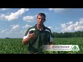 fungicide applications in soybeans