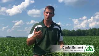 Fungicide Applications in Soybeans
