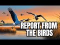 Birdwatching In North Carolina: Discover Coastal Avian Wonders | Exploring Creation Vids