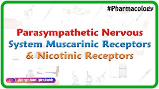 2.Parasympathetic Nervous System - Muscarinic receptors and Nicotinic receptors