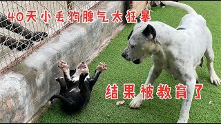 这才是进口种公后代，才40天就敢攻击了，真不愧是禁养猛犬！