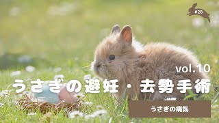 【うさちゃんねる】うさぎの避妊・去勢手術#28 うさぎの病気vol.10