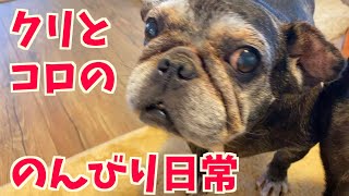 【老犬フレブル姉妹】コロとクリの のんびり日常 〜French bulldog〜フレンチブルドッグ vlog @336