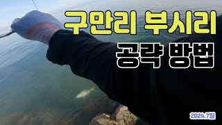 [라이트쇼어지깅] 구만리 부시리 공략 방법