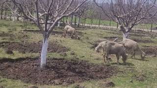 Quality crossbred rams