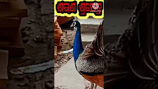 ମୟୂର ଅଭିନୟ କେତେ ସୁନ୍ଦର ଦେଖନ୍ତୁ #shorts #shortsvideo #trending #viralshorts