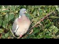 Panggilan Merpati Kayu (Columba palumbus)