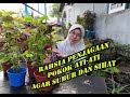 rahsia penjagaan pokok ati ati agar subur, daun cantik, sihat & bebas serangan ulat & serangga