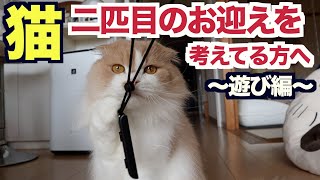 ねこ、二匹目のお迎えを考えてる方へ〜遊び編〜【スコティッシュ・ブリティッシュ多頭飼い】