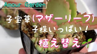 【多肉植物】子宝草(マザーリーフ)子株いっぱい！植え替え #Amour Garden