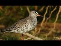 spotted redshank