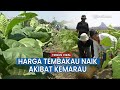 Harga Tembakau Desa Ngale Kabupaten Madiun Melonjak, Sebab Musim Kemarau Berkepanjangan