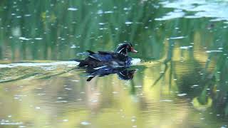 溫哥華 林鴛鴦 Wood Duck