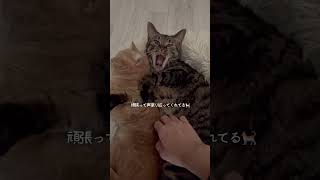 朝起きたら猫ちゃん達がハグして寝てるのを発見しました…【可愛すぎる】