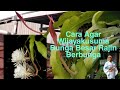 Cara Agar Wijayakusuma Bunga Besar Rajin Berbunga