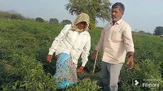 శ్రీ సాగర్ సీడ్స్ వారి సాగర్ హాట్ తో 30 నుంచి 35కింటలు దిగుబడి పక్క