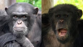 A day of J-taro and Kotaro who are not living alone. ジェイタロウくんとコタと雪の女王。Chimpanzee Omoriyama Zoo