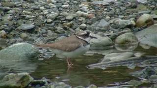 イカルチドリ（1）求愛（逃げられちゃった） - Long-billed plover - Wild Bird - 野鳥 動画図鑑